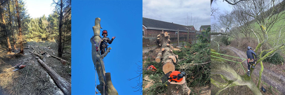 Tree care